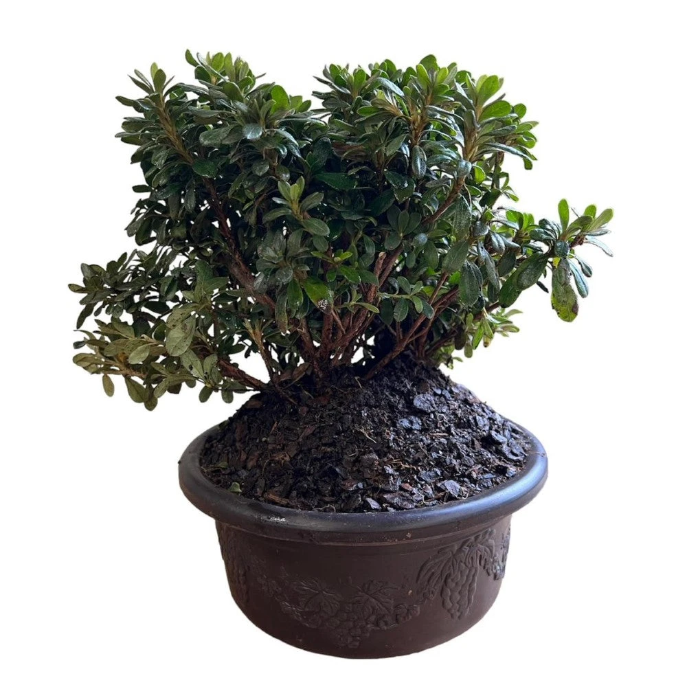 Bonsai Gumpo Miniature Dwarf Azalea Pink Blooms (Live Plant) 3 Bonsai Gumpo Miniature Dwarf Azalea Pink Blooms (Live Plant) - Image 3