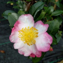 Hana Jiman Camellia 8 Hana Jiman Camellia -Pixies Gardens hanjim1