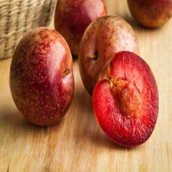 Hanska Plumcot-Hybrid Cross Between Plum An Apricot -Pixies Gardens hanska plum 1 2