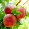 Harvester Peach Tree