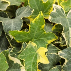 Gold Child' Gold Variegated Ivy 10 Count Flat Of 4" Pots -Pixies Gardens hedera gold child tag