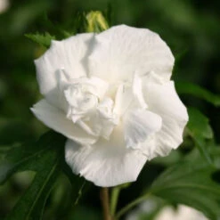 Jeanne De Arc Double White Althea -Pixies Gardens hibiscus jeanne darc 500 1