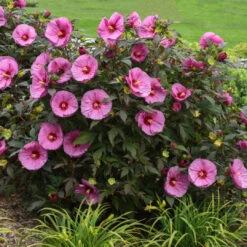 Hibiscus Summerific® 'Berry Awesome' -[EG] -Pixies Gardens hibiscus berry awesome apj18 6