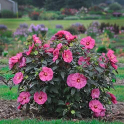 Hibiscus Summerific® 'Berry Awesome' -[EG] -Pixies Gardens hibiscus moscheutos summerific series berry awesome 083891200 0940 30112017