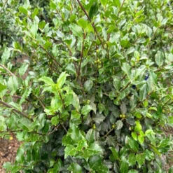 Blue Girl Holly Year Round Interest -Pixies Gardens holly blue girl 1 768x576 1