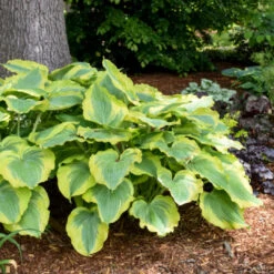 Hosta Shadowland 'Seducer' -Pixies Gardens hosta seducer 2