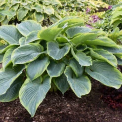 Hosta Shadowland 'Seducer' -Pixies Gardens hosta wu la la 1