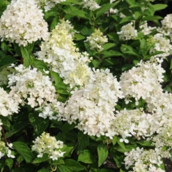 Hydrangea 'Sweet Summer'