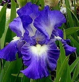 Purple-Blue Flower, Petals Edged With White, Blooms In Spring And Again In Fall. 1 Purple-Blue Flower, Petals Edged With White, Blooms In Spring And Again In Fall.