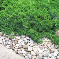 Parsoni Juniper, Evergreen, Low