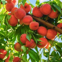 Harvester Peach Tree -Pixies Gardens il 1080xN.3846114737 8p3v