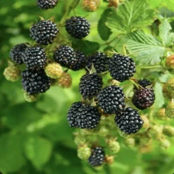 Ponca Thornless Blackberry -Pixies Gardens il 1080xN.4147035523 3zrf