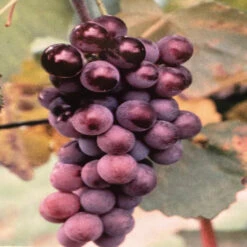 Chamapanel Grape Vine Shrub -Pixies Gardens il 1080xN.5341694992 om83