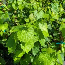 Fry Muscadine Vine Shrub 8 Fry Muscadine Vine Shrub -Pixies Gardens il 1080xN.5346119246 lvci