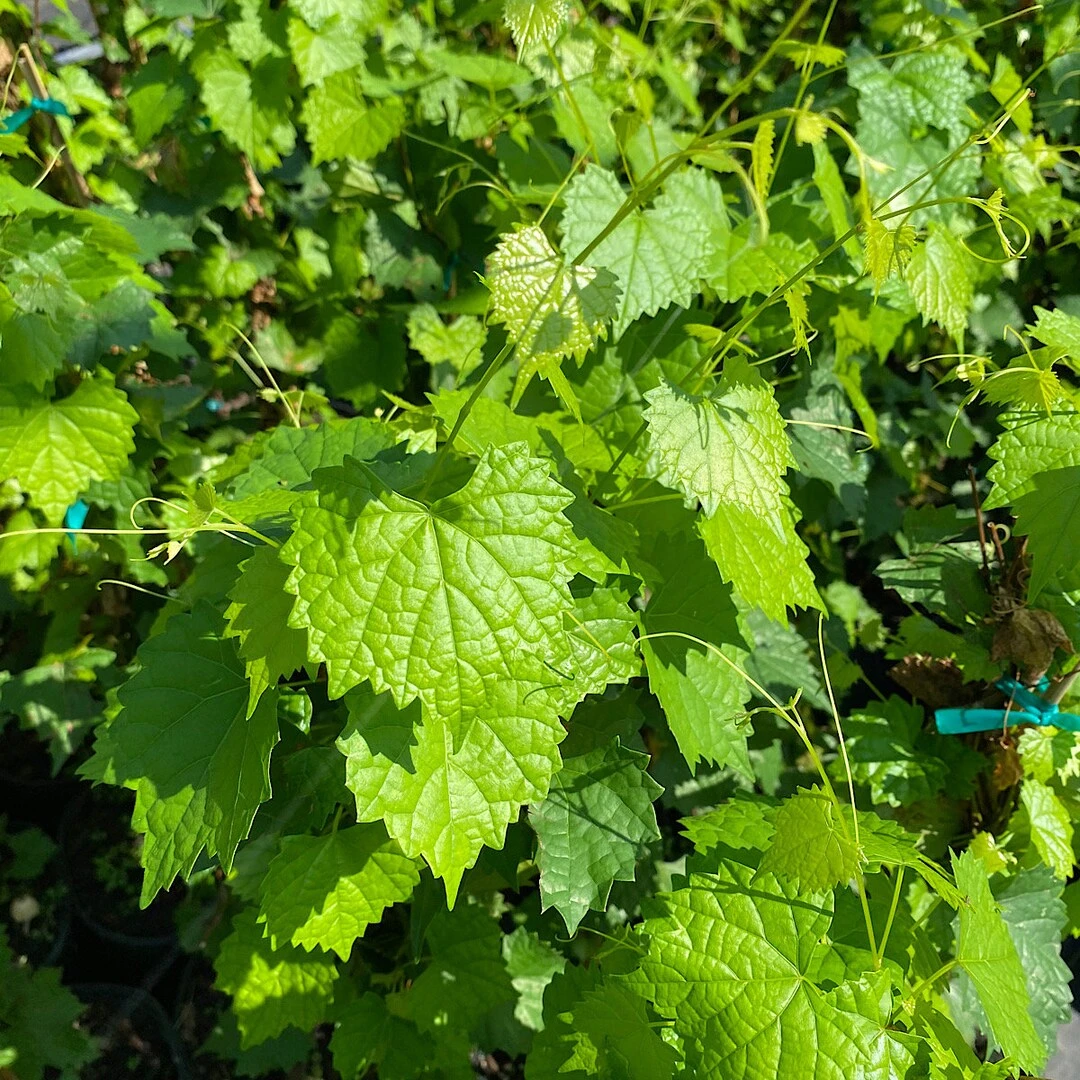 Fry Muscadine Vine Shrub 3 Fry Muscadine Vine Shrub - Image 3