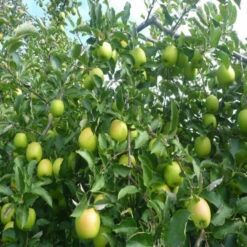 Mutsu Apple Tree 9 Mutsu Apple Tree -Pixies Gardens il 1080xN.6085938582 swn0