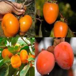Matsumoto Fuyu Japanese Persimmon -Pixies Gardens il 1080xN.6356287149 gzam