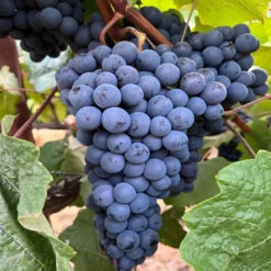 Thomcord Seedless Grapes -Pixies Gardens il 1080xN.6547077903 1xvi