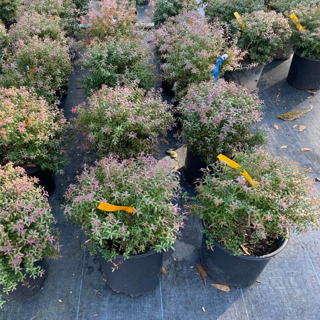 Rosa's Blush Evergreen Blueberry Bush 7 Rosa's Blush Evergreen Blueberry Bush - Image 7