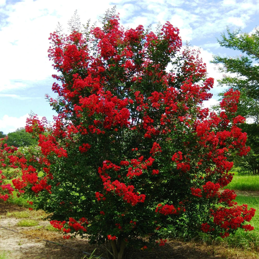 Red Rocket Crape Myrtle Tree 6 Red Rocket Crape Myrtle Tree - Image 6