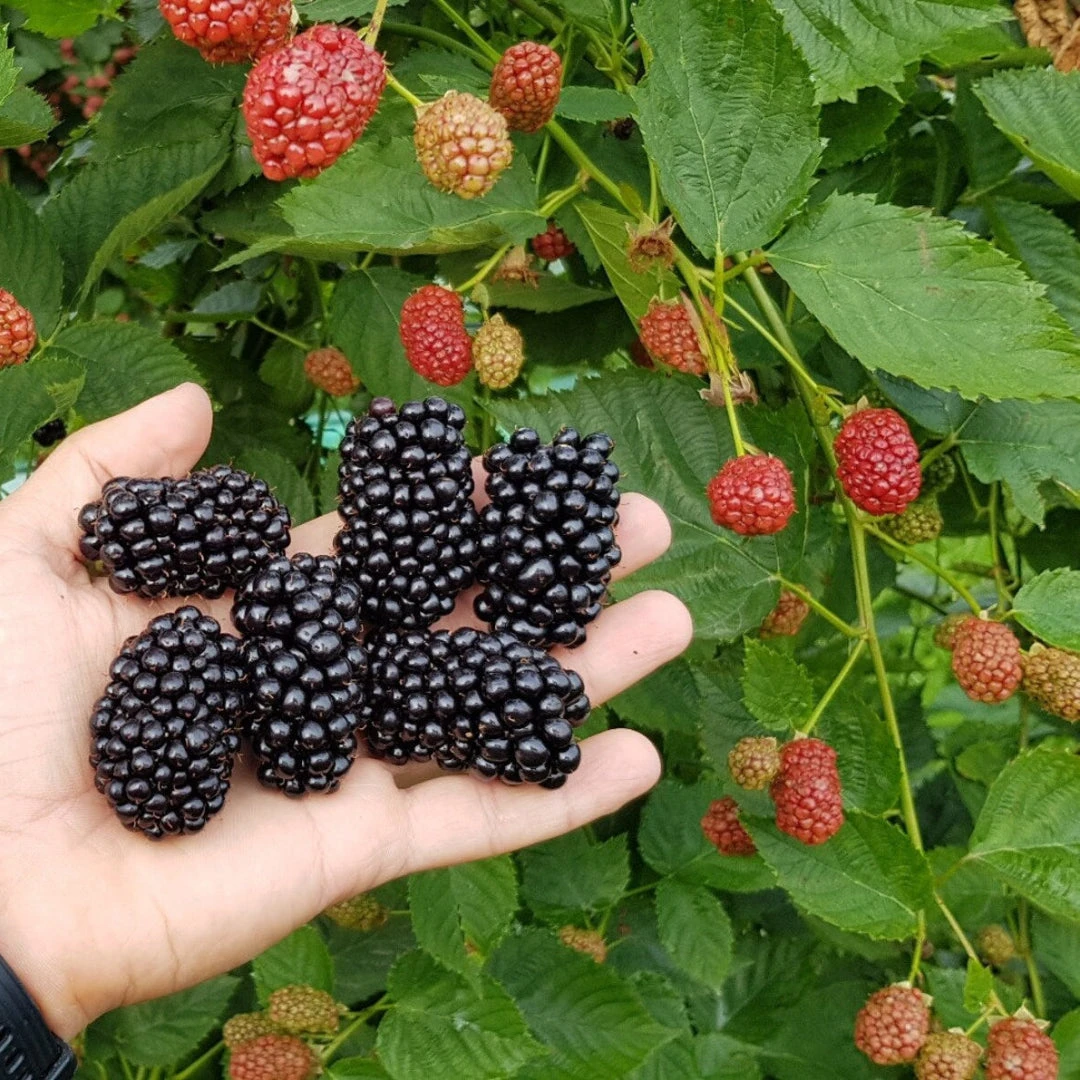 Ouachita Blackberry 4 Ouachita Blackberry - Image 4