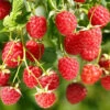 Canby Red Thornless Raspberry, Thornless Raspberry