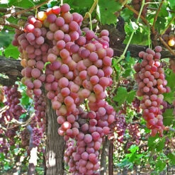 Flame Red Seedless Grape Vine -Pixies Gardens il 794xN.2102204563 o40g