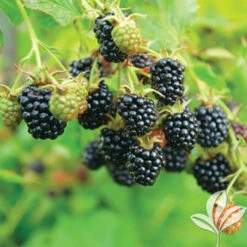 Osage Blackberry 10 Osage Blackberry -Pixies Gardens il 794xN.4912919085 rn4n