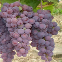 Einset Red Seedless Grape Vine -Pixies Gardens il fullxfull.1912337074 seen