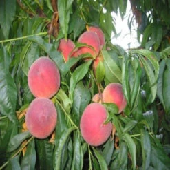 O'Henry Peach Tree -Pixies Gardens il fullxfull.3144431464 mnse