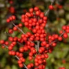 Winter Red Winterberry Holly Is The Cold Hardiest Of All Holly Varieties.