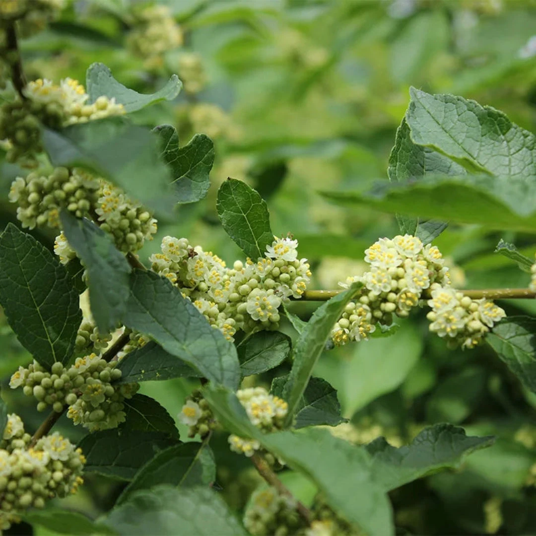 Southern Gentleman Holly 4 Southern Gentleman Holly - Image 4