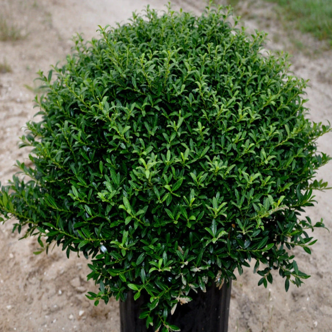 Sky Pencil Holly-Elegant 1 Sky Pencil Holly-Elegant