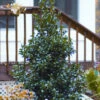 Blue Stallion Holly Multifunctional Evergreen