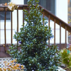 Blue Stallion Holly Multifunctional Evergreen