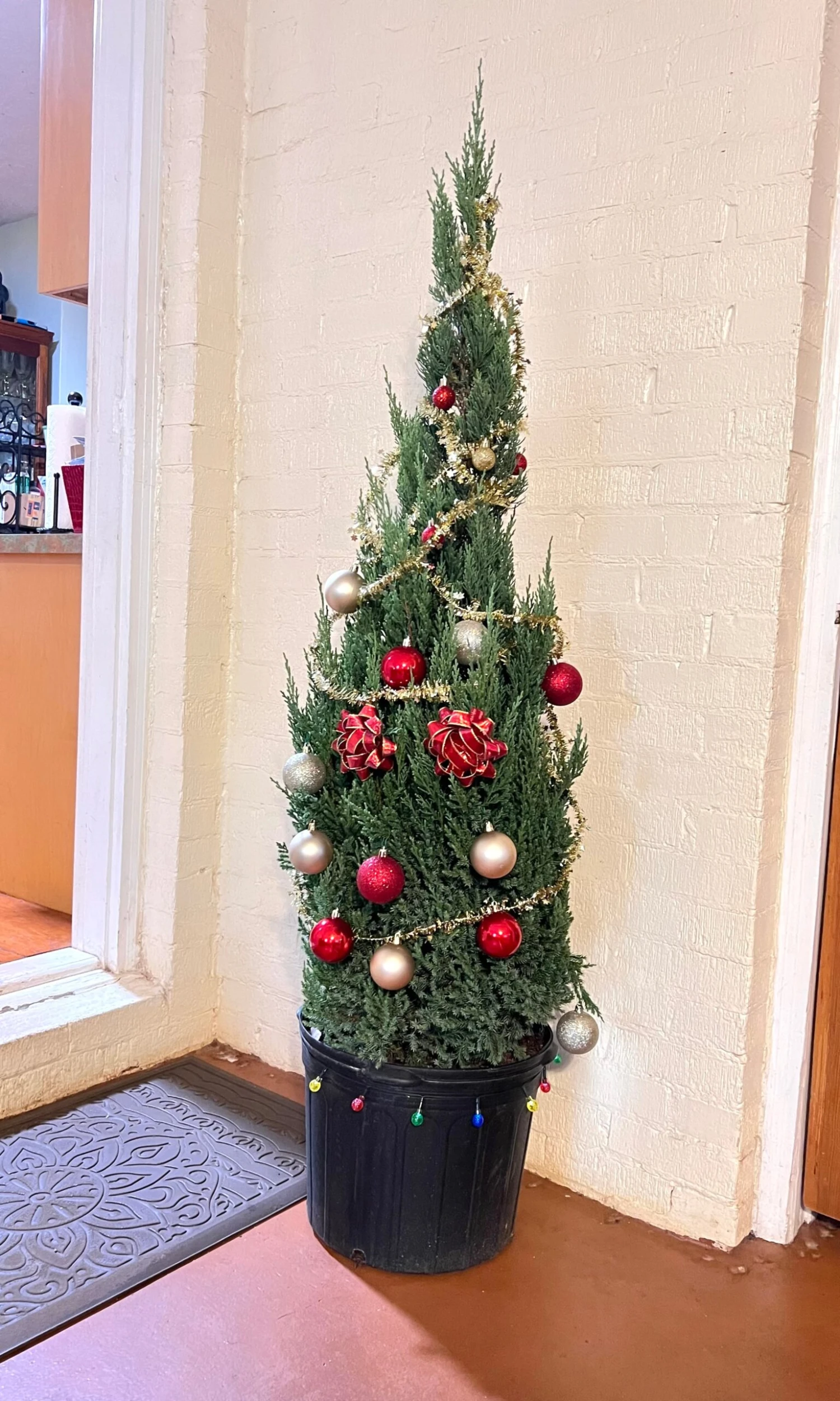 Emerald Green Thuja Arborvitae 7 Emerald Green Thuja Arborvitae - Image 7