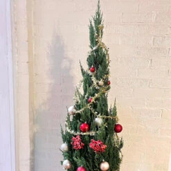 Green Giant Thuja Arborvitae Tree Makes Great Privacy Fence 11 Green Giant Thuja Arborvitae Tree Makes Great Privacy Fence -Pixies Gardens image4