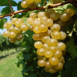 Vidal Blanc Grape -Pixies Gardens image5