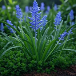 Liriope Muscari Big Blue -Pixies Gardens image 0499c4ab 5024 4962 9c11 0813a32a94fe