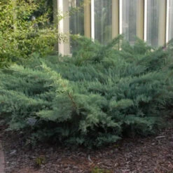 Grey Owl Juniper -Pixies Gardens image 0d7a2df5 6726 4fd0 bd8b 58d2677e071d