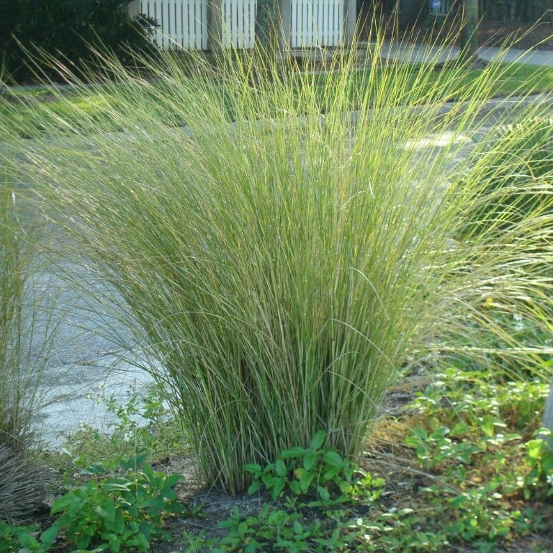 Sand Cord Grass 2 Sand Cord Grass - Image 2