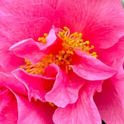 Arctic Dawn Camellia -Pixies Gardens image 29b8826d 7e98 4f58 878c 4fb89f00bca9