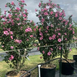 Variegated Lucy Red Althea (Tree Form) 9 Variegated Lucy Red Althea (Tree Form) -Pixies Gardens image 443904f3 8af4 4130 9f95 a714e42e1612