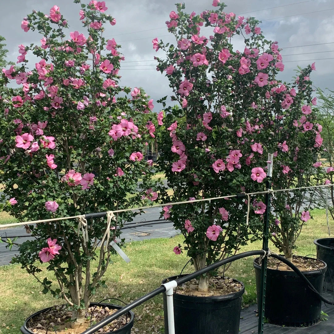 Variegated Lucy Red Althea (Tree Form) 4 Variegated Lucy Red Althea (Tree Form) - Image 4