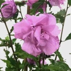 Purple Althea (Tree Form) 6 Purple Althea (Tree Form) -Pixies Gardens image c3cf3085 6178 497f a1e1 70e269d17ff3