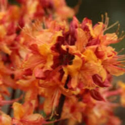 Rhododendron Aromi Sunrise Native Azalea 11 Rhododendron Aromi Sunrise Native Azalea -Pixies Gardens images 15a35ce8 b535 4b88 825e 55e8048c084e
