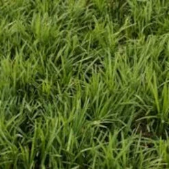 Liriope Spicata - [EG] -Pixies Gardens images 2d73f07a 084a 4138 94aa 96e5a76f3ba7