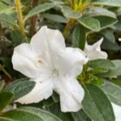 Autumn Lily Encore Azalea -Pixies Gardens images 8de4d68e bfce 4abe b00b 1a4ce3783228