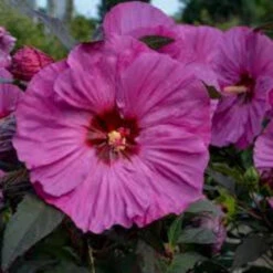 Hibiscus Summerific® 'Berry Awesome' -[EG]