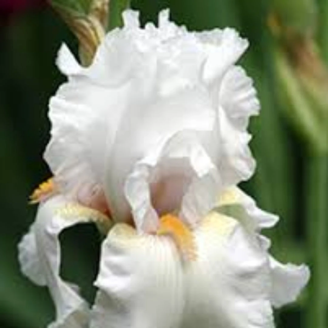Iris Germanica Immortality 1 Iris Germanica Immortality